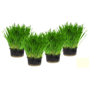 Свежая зелень (Овес пророщенный для кошек)