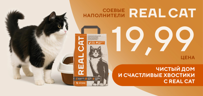 Real cat
