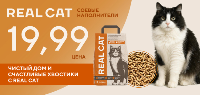 Real cat