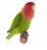 Попугай Неразлучник