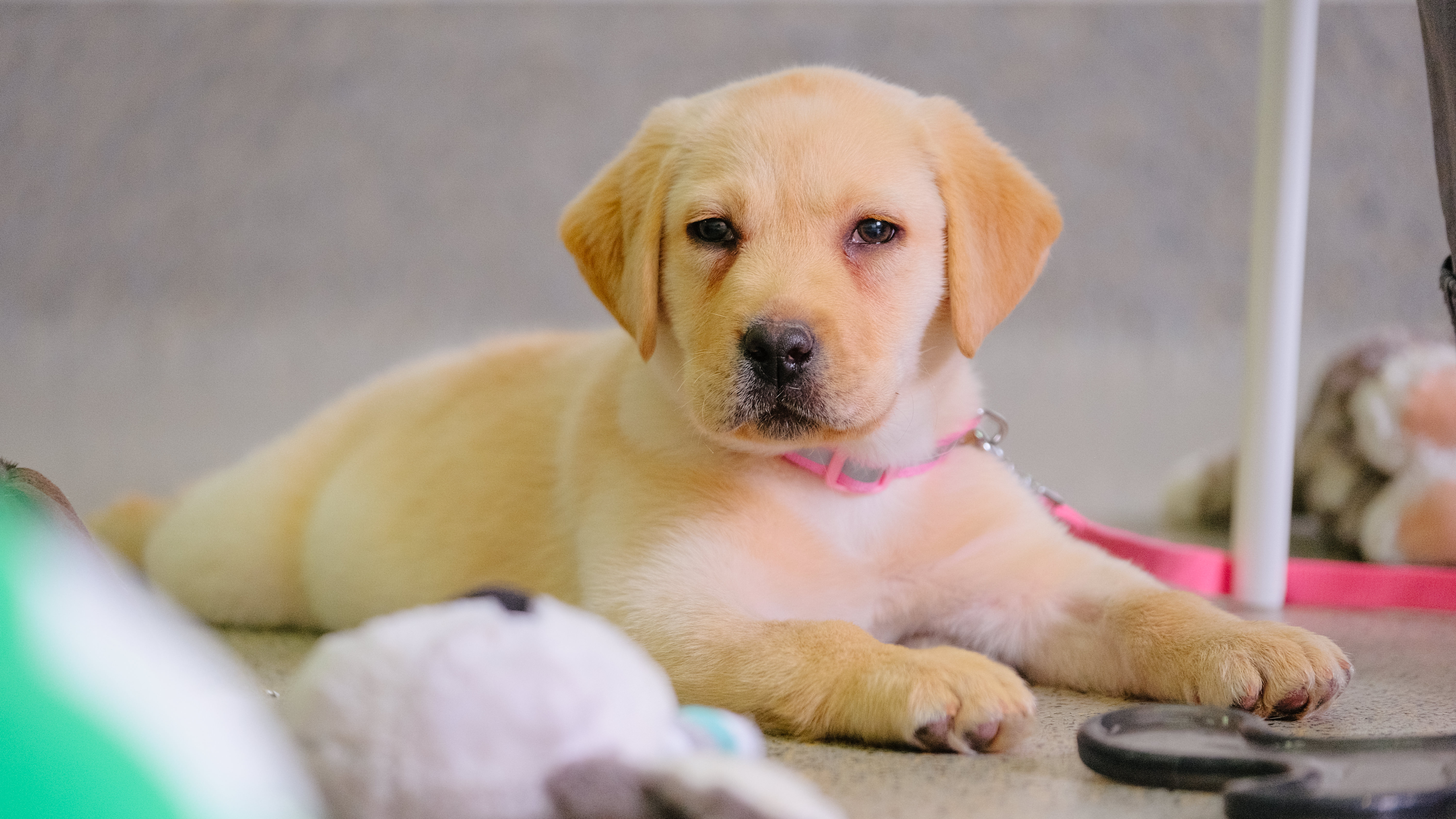 Как дрессировать щенка в домашних условиях