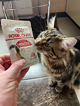 Royal Canin Instinctive Корм консервированный для взрослых кошек,желе, 85г - фото