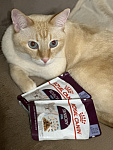 Royal Canin корм консервированный полнорационный для взрослых кошек (в возрасте от 1 года до 7 лет), стимулирующий обонятельные рецепторы, кусочки в желе - фото