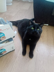 Royal Canin Urinary Care Корм консервированный для кошек в соусе для поддержания здоровья мочевыделительной системы, 85г - фото