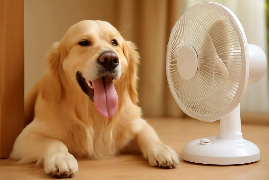 Вентиляция и доступ к прохладе — ключ к комфорту вашего питомца в жаркий день 